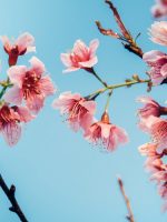 Raison manon bloesems Raison manon bloesems