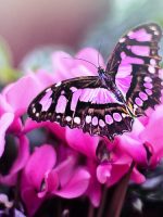 Raison manon vlinder roze Raison manon vlinder roze